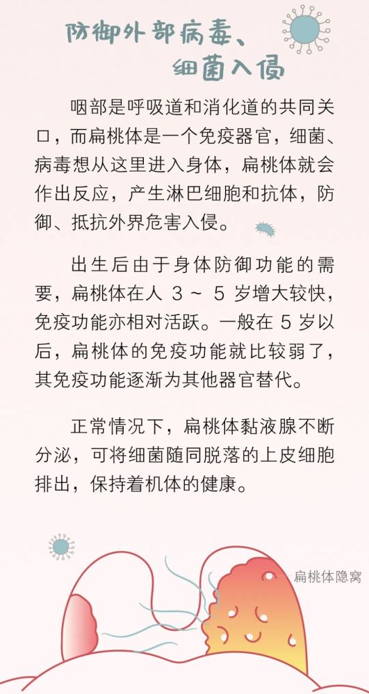 为什么扁桃体总是发炎，什么是扁桃体？(图4)