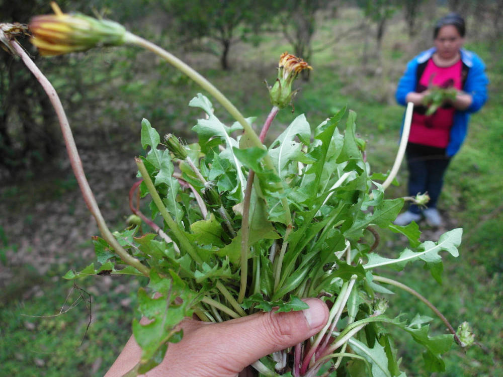 春天挖野菜，带你认识20种不同的野菜，营养丰富，凉拌调馅都好吃(图4)