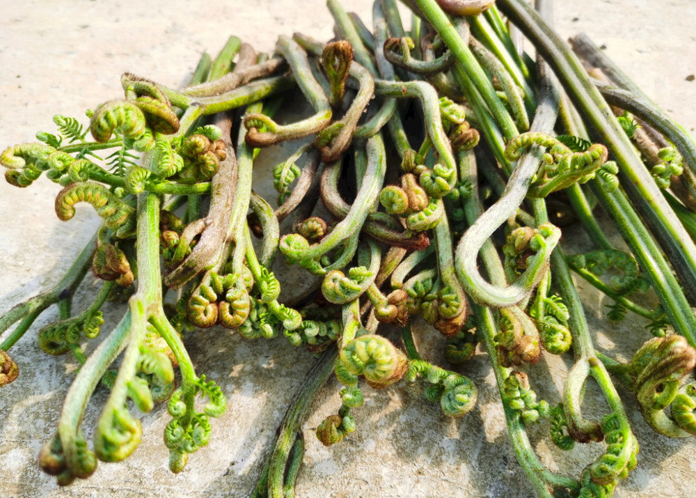 春天挖野菜，带你认识20种不同的野菜，营养丰富，凉拌调馅都好吃(图11)