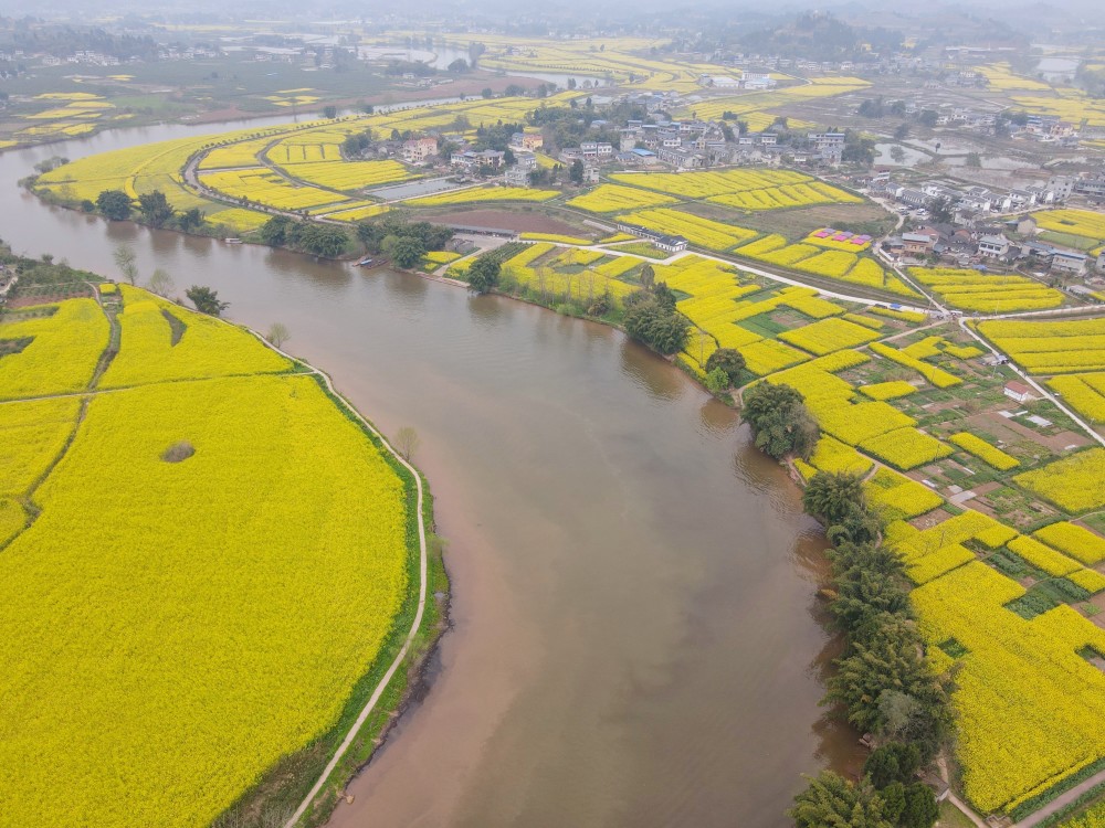 重庆最美赏花地在哪？潼南油菜花名列前茅，栽种历史已经500年(图1)