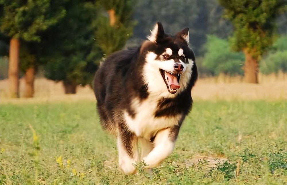 阿拉斯加犬的“好与坏”，别说你养它那么久，还没看明白！(图4)