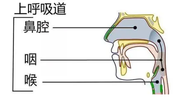 五一后，全国都在咽喉炎？症状跟第一次阳差不多，“二阳”来袭？(图9)