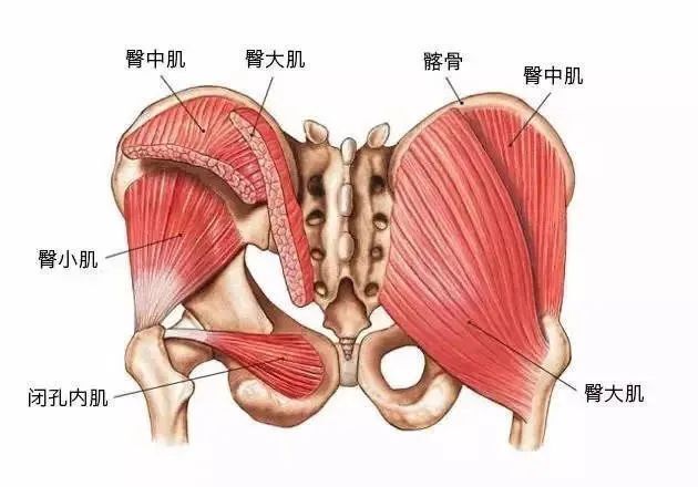 久坐会让臀部“失忆”！身体每一种动态都和它有关(图3)