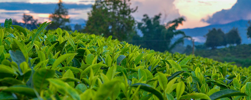 乌龙茶有哪些